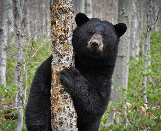 Black Bear at Spruce Peak